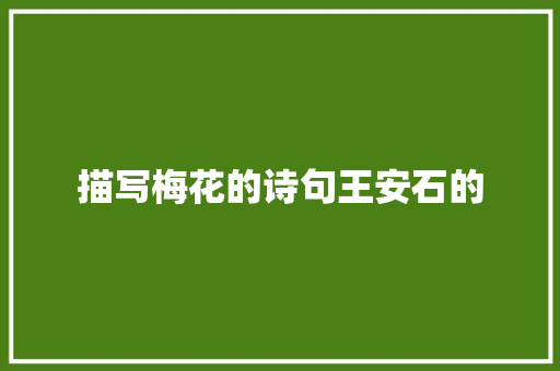 描写梅花的诗句王安石的