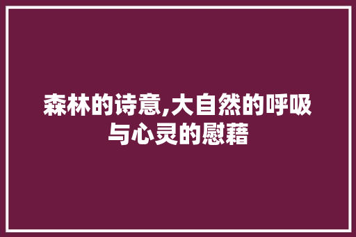 森林的诗意,大自然的呼吸与心灵的慰藉