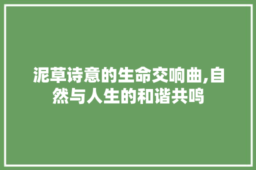泥草诗意的生命交响曲,自然与人生的和谐共鸣