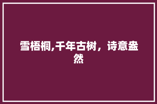 雪梧桐,千年古树，诗意盎然