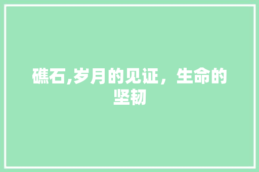 礁石,岁月的见证，生命的坚韧