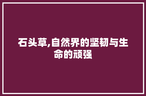 石头草,自然界的坚韧与生命的顽强