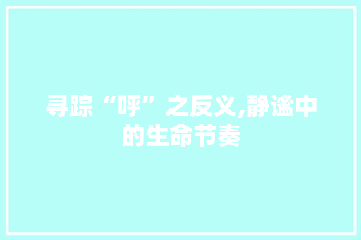寻踪“呼”之反义,静谧中的生命节奏