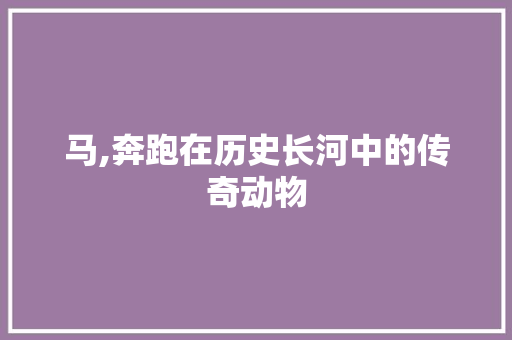 马,奔跑在历史长河中的传奇动物