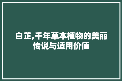 白芷,千年草本植物的美丽传说与适用价值