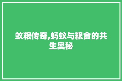 蚁粮传奇,蚂蚁与粮食的共生奥秘
